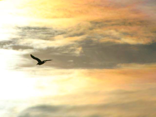 sunset-bird.jpg