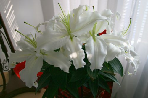 casablanca lily bouquet. Casa Blanca Asian Lily in