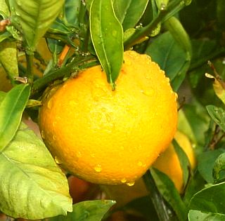 dwarf orange