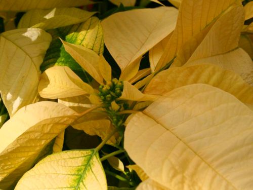 golden poinsettia