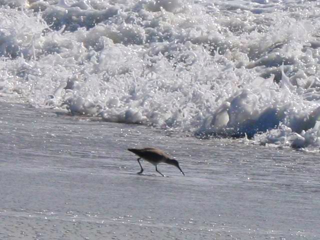 sandpiper