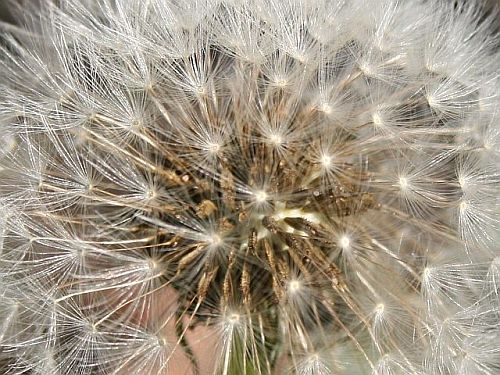 dandelion