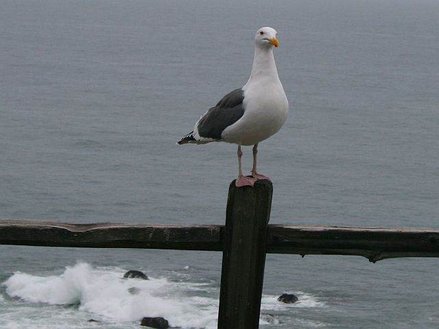 gull on a post