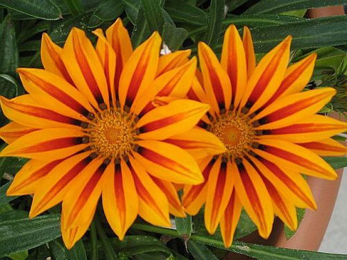 winter-gazanias