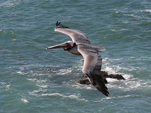 California Brown Pelican