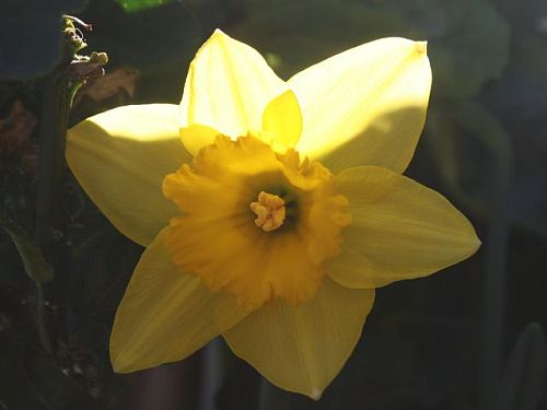 first daffodil