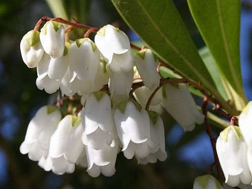 lily of the valley