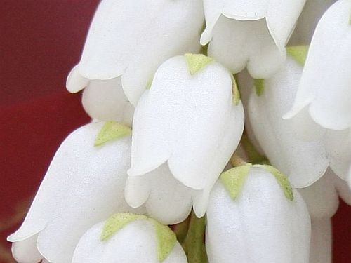 lily of the valley