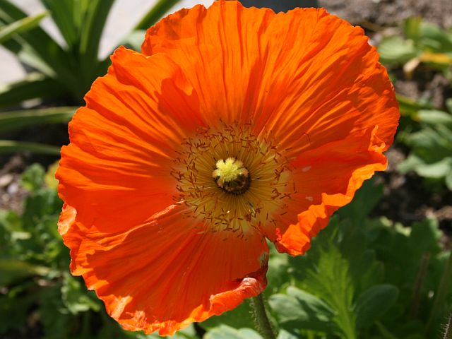 orange Icelandic poppy