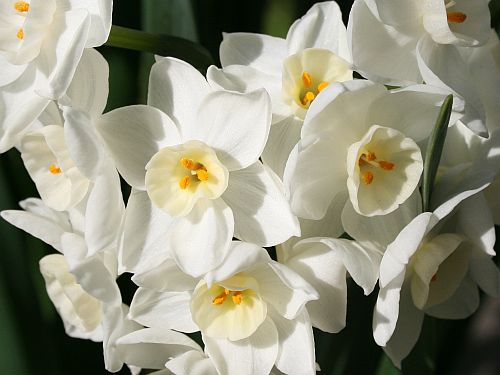 paperwhites.jpg