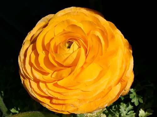 ranunculus.jpg