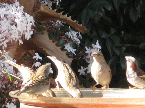 birdbath.jpg