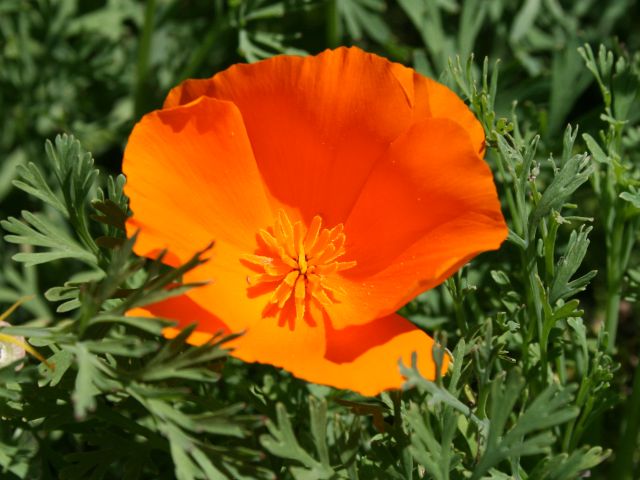 california-poppy.jpg