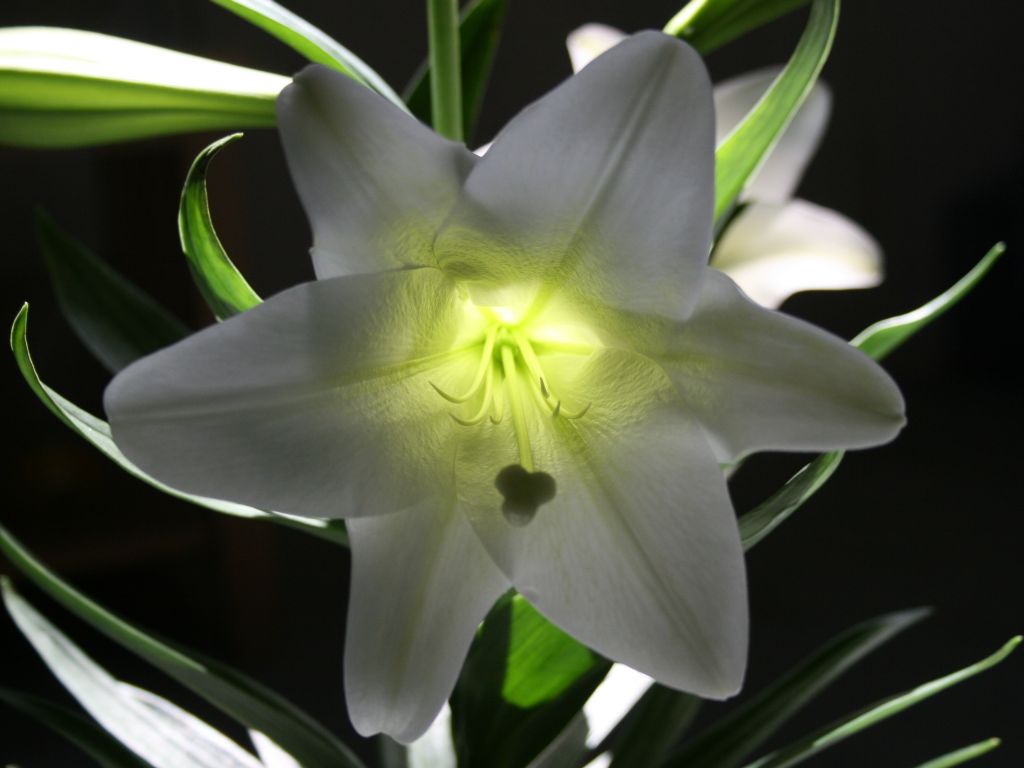 lily-glow-2.jpg
