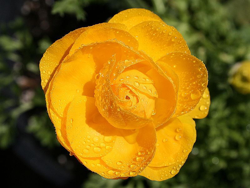 new-bud.jpg