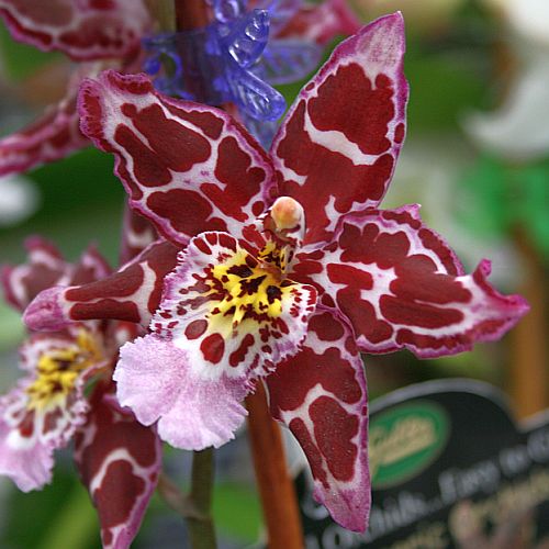 tiger-orchid.jpg