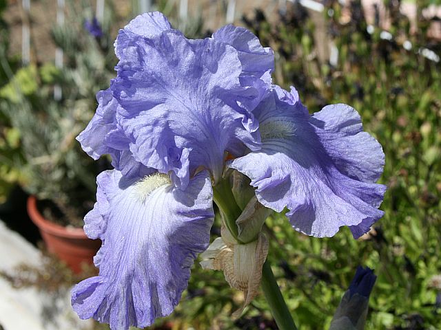 bearded iris