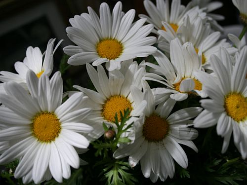 daisies.jpg