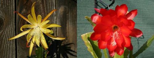 red and frülingsgold epiphyllum flowers