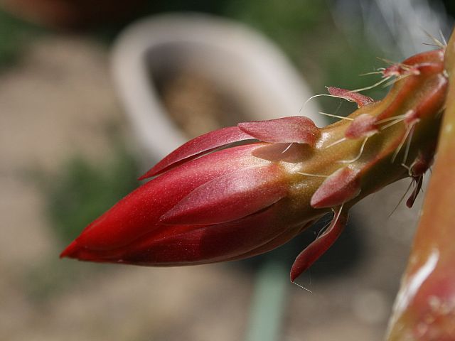 cactus orchid