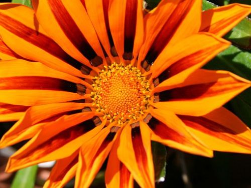 gazania.jpg