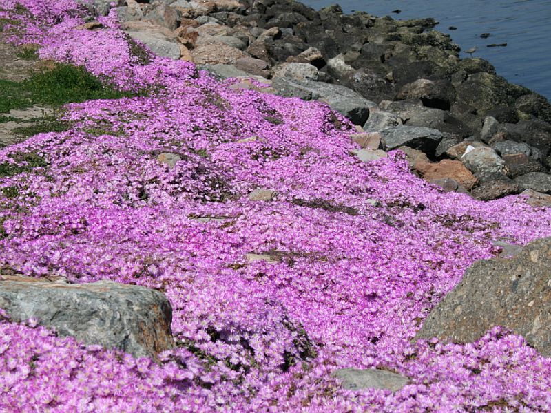 ice-plant-carpet.jpg
