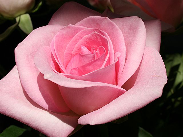 pink rose