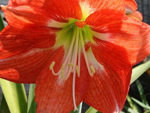 Red Amaryllis