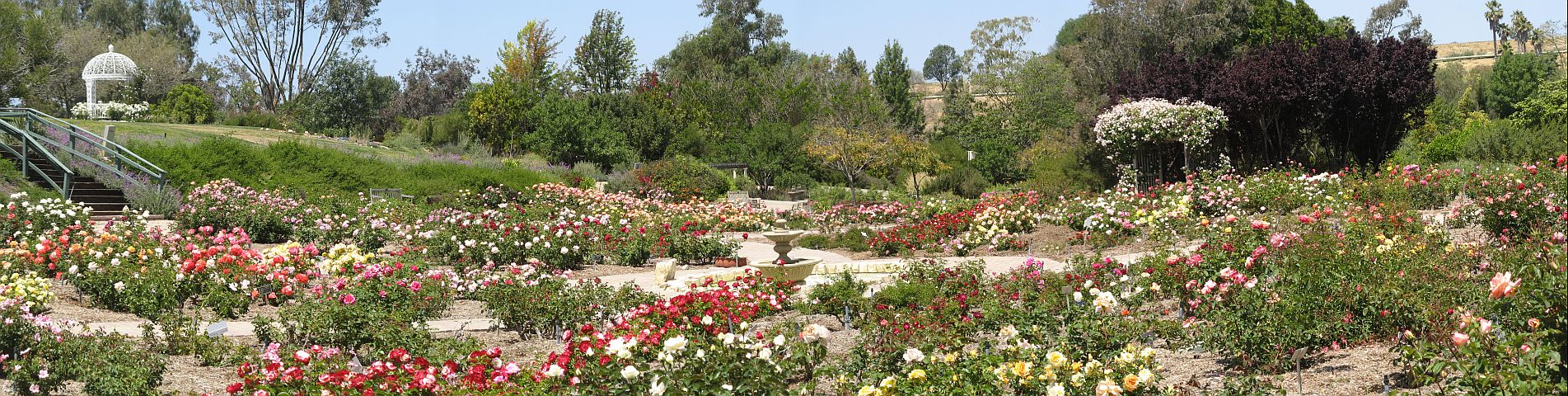 rose garden panorama