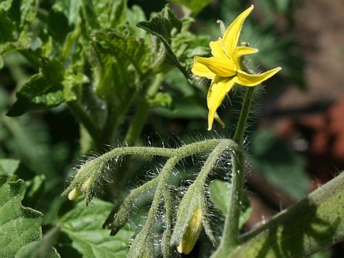 tomato-blossoms.jpg