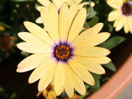 yellow-daisy.jpg