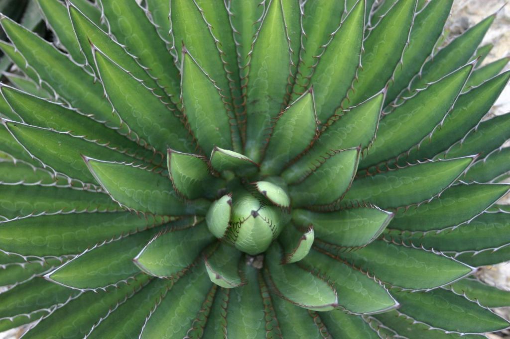 agave.jpg