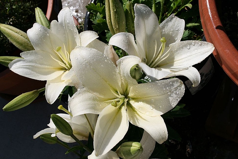 Asiatic Lily White