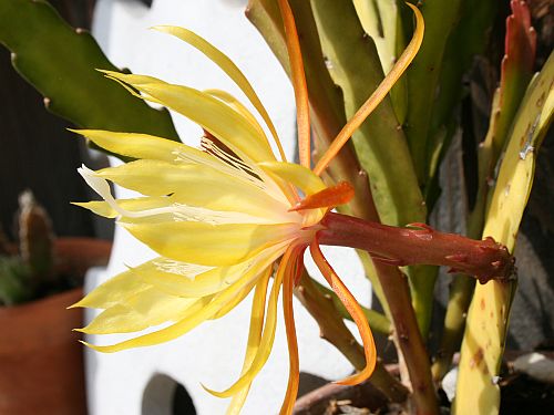 red cactus orchid