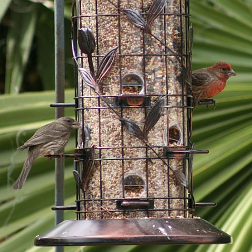 finches