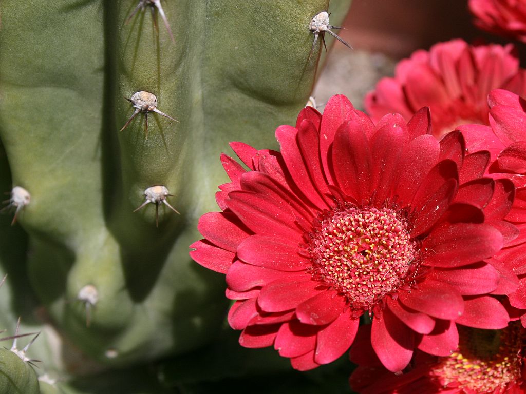 cactus and gerbera