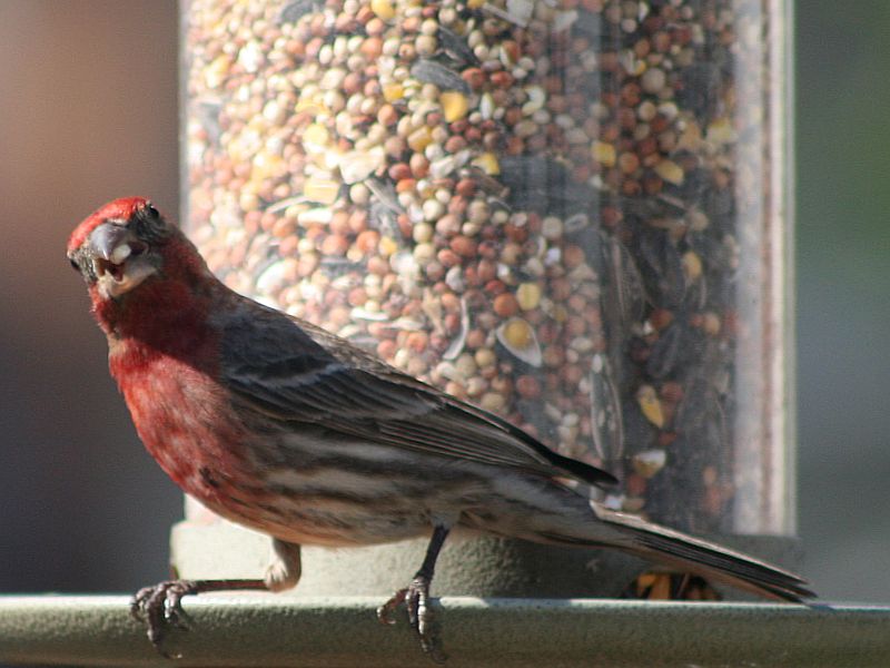 house-finch.jpg