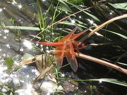ruby-meadowhawk.jpg