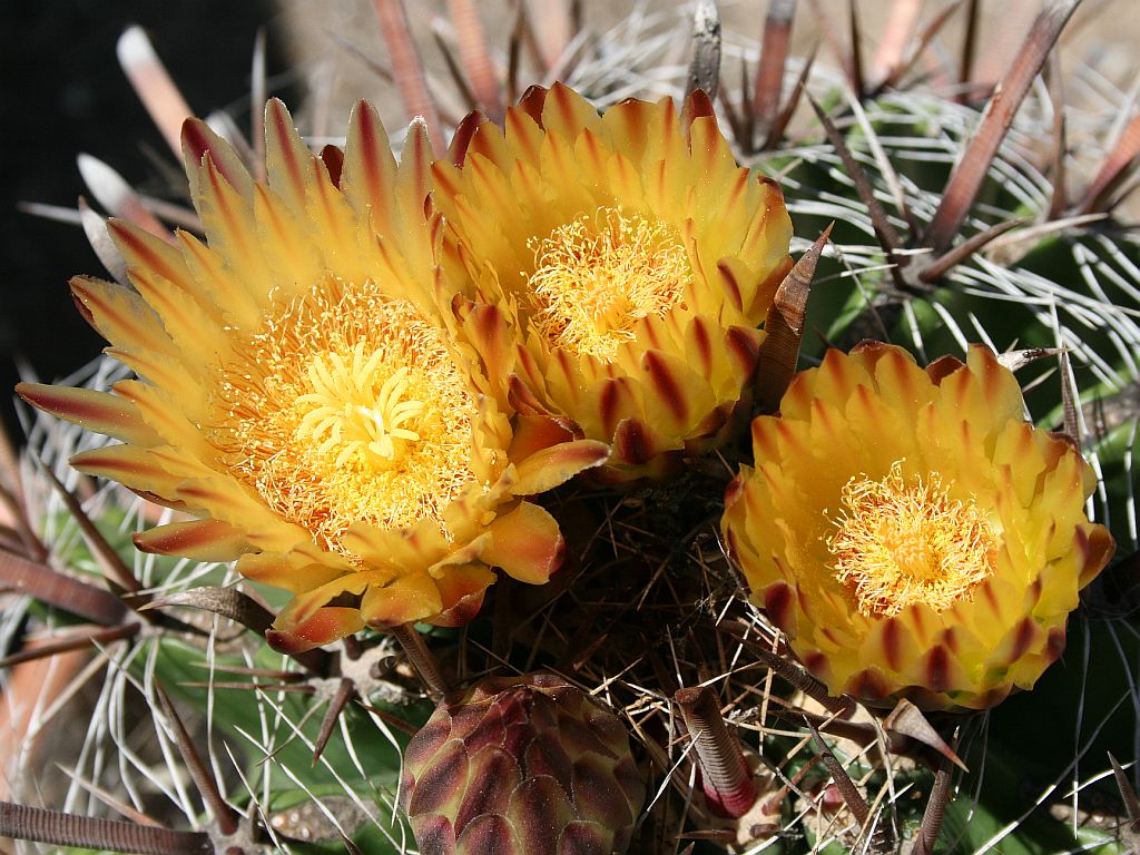 devils-tongue-flowers.jpg