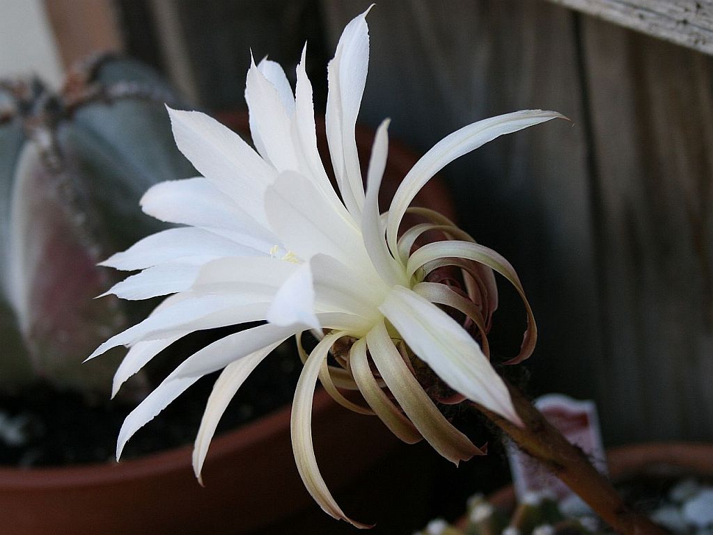 cactus lily