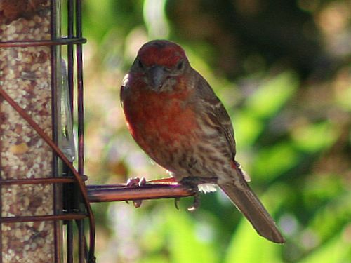 house finch