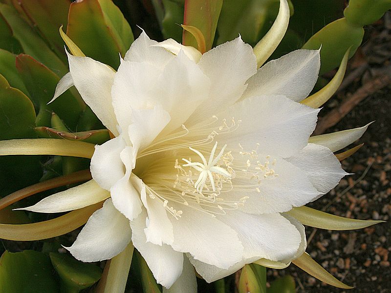 white cactus orchid