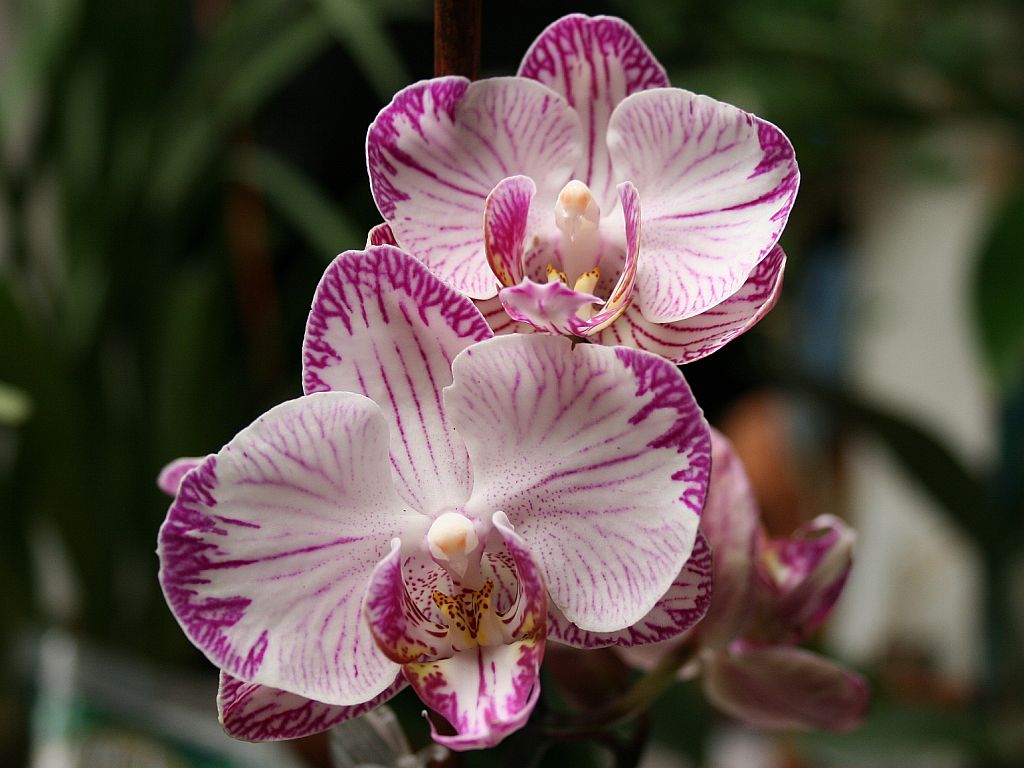 new-moth-orchid.jpg