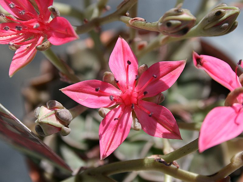 pink-eschevaria