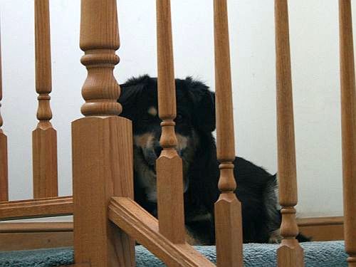 sentry 2