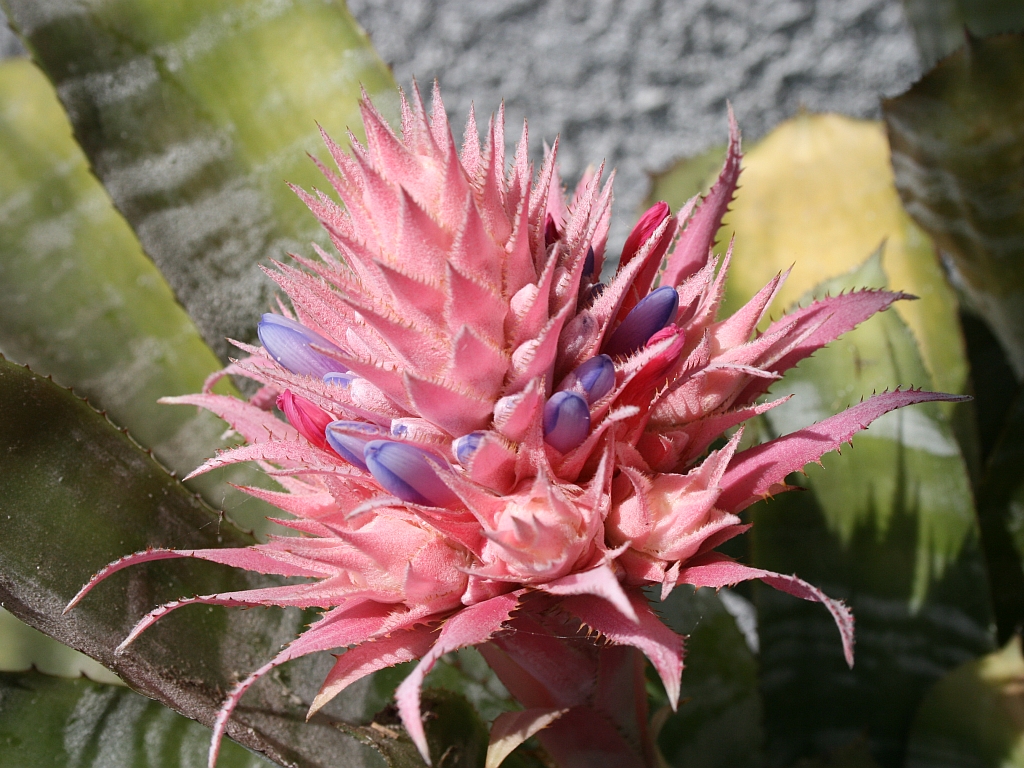 bromeliad