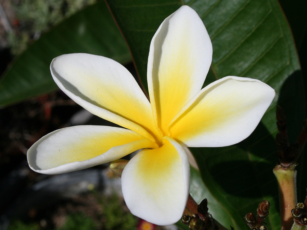 plumeria