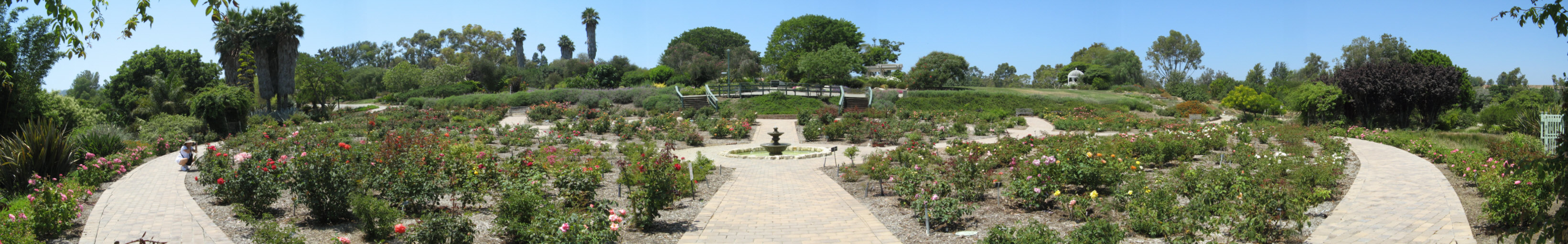 rose garden panorama