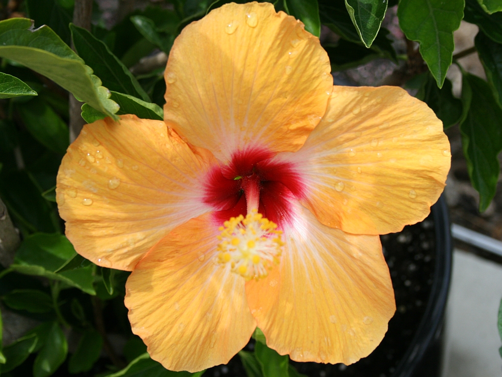 yellow-hibiscus.jpg