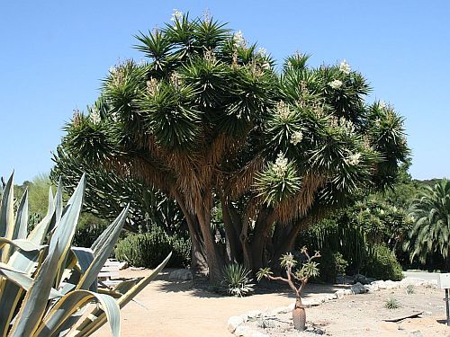 Giant Yucca